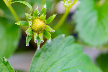 いちご農家のビニールハウス