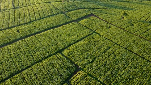 Aerial view over green corn fields in countryside. Rural scene with cultivated land. Geometric shapes of agricultural parcels landscape. Nature and agriculture industry. 4K video shot from drone.