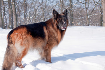 German Shepherd in the winter forest