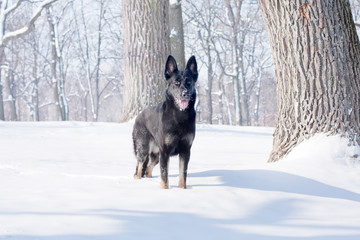 black German Shepherd in the winter forest.