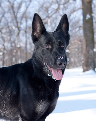 German Shepherd in the winter forest.