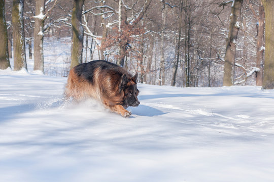 German Shepherd in the winter forest