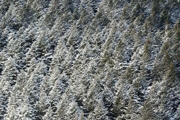 積雪の森　壁紙素材