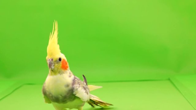 Corella parrot is walking along the path to the camera on a green screen.