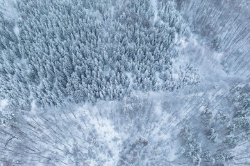 Aerial view of a misty winter forest with frozen pines