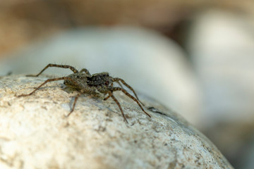 Spinne auf Stein im Garten