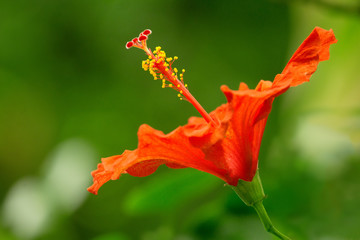 Rot Hibiskus Kreta Blume Blütenstempel im Sommer © Maglido-Photography