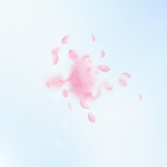 Sakura petals falling down. Romantic pink flowers 