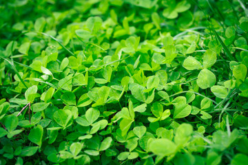 Green grass, texture. Spring and summer background. Element of design. Background for social networks. Natural spring background.