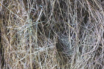 Dry straw background texture. Ecological rustic material.