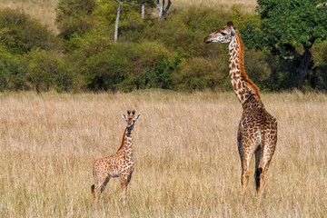 Young baby giraffe with mother looking for danger  in the Masai Mara National Reserve in Kenya