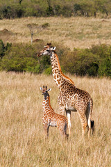 Young baby giraffe with mother looking for danger  in the Masai Mara National Reserve in Kenya