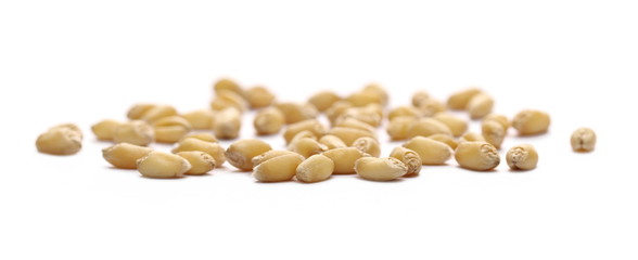 Wheat grains, kernels isolated on white background