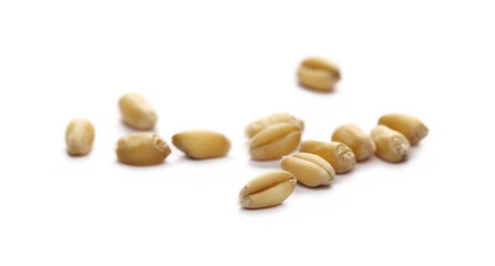 Wheat grains, kernels isolated on white background