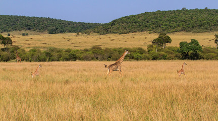 Young baby giraffes with a adult female giraffe running in the Masai Mara National Reserve in Kenya