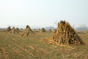 Maize straw in the fields