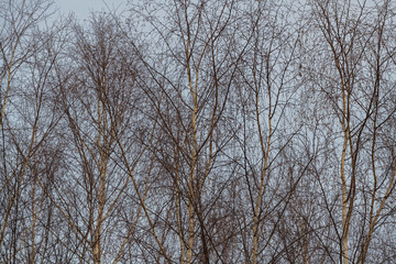 Fototapeta premium trees in winter