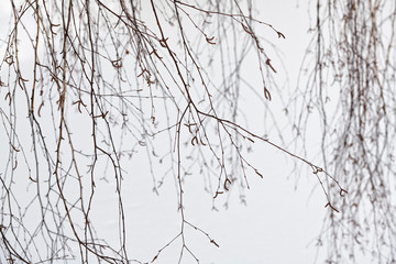 Fototapeta premium branches of a tree in winter
