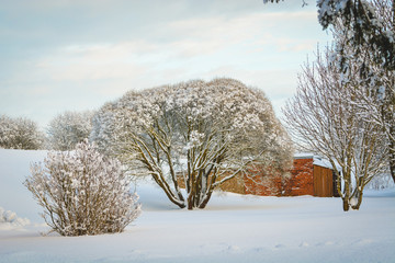 Landscape with winter covered with snow trees