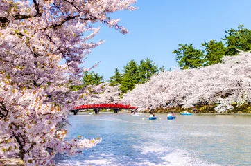 Foto op Canvas 弘前公園の桜 © tarasan