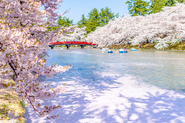 弘前公園の桜