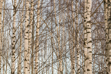 Obraz premium tree in the forest