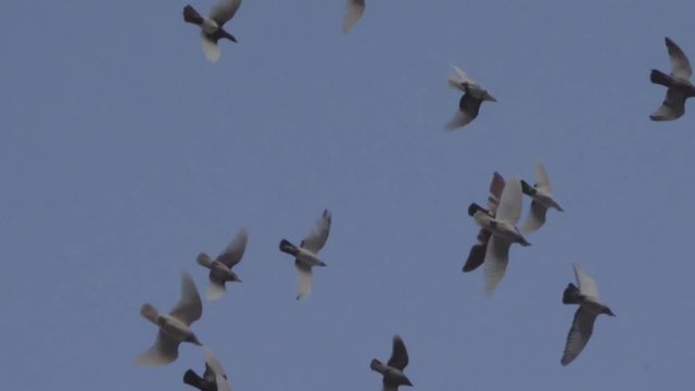Pigeon, Wings and Sky