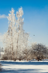 Natural background. Winter landscape. A trees in the snow.