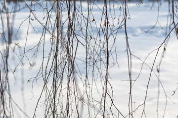 Obraz premium thin birch twigs on white snow background