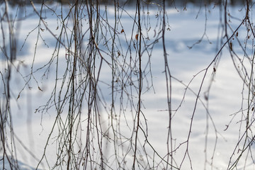 thin birch twigs on white snow background
