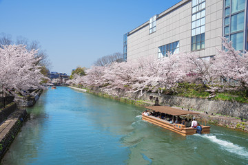 京都　岡崎桜回廊　十石舟めぐり