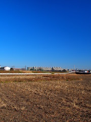 冬の田圃風景