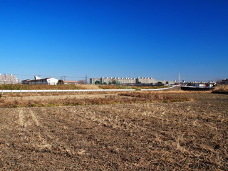 冬の田圃風景