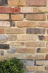 Colorful brick wall background with green leaves