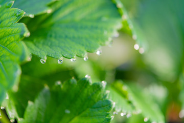 いちご農家のビニールハウス