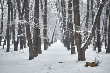 Snowy path 2