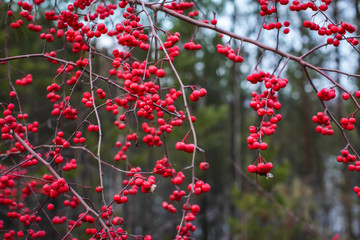 Close up Autumn red berries on branches. Bush with lots of winter berries in selective focus, natural background