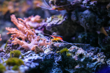 Fototapeta na wymiar Lysmata amboinensis cleaner shrimp in marine aquarium. Close up red shrimp in sea aquarium
