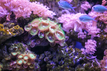 Detail of Zoanthus polyp. Zoanthids family is a group of popular corals for marine aquarists