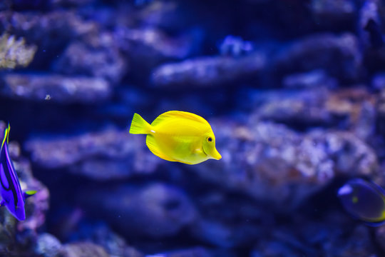Funny yellow tropical fishe in blue coral reef sea water aquarium.