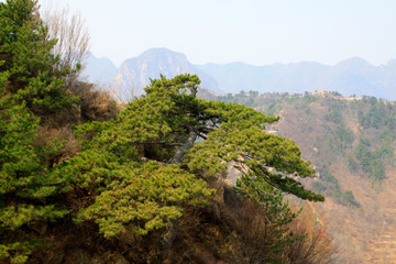 dead trees in the mountains