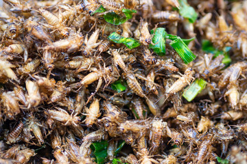 Fried crickets white sold at local market.