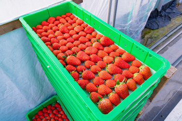 いちご農家のビニールハウス　出荷前の箱詰めいちご
