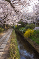 春の哲学の道