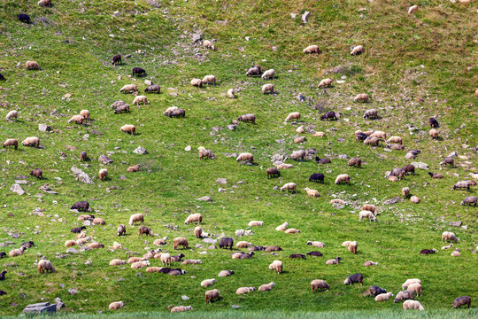 Flock of sheep grazing on a grass slope.