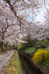 春の哲学の道