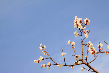 Apricot blossom in the wild