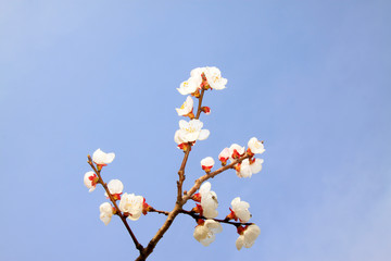 Apricot blossom in the wild