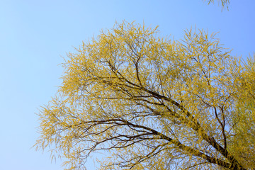 willow tree in the spring