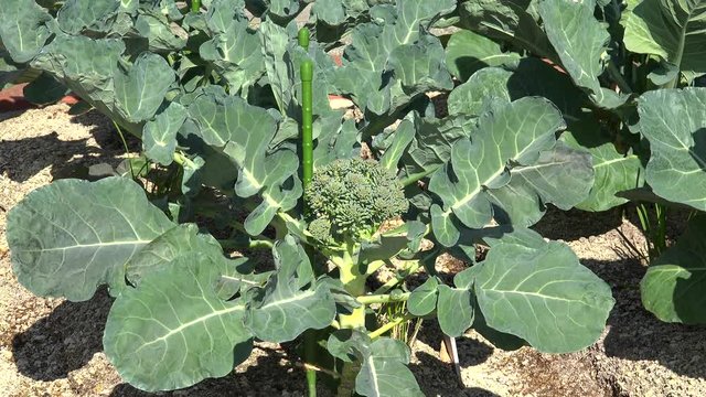 Plantation of the Collard greens, or Portuguese Kale (Brassica oleracea, Acephala Group).